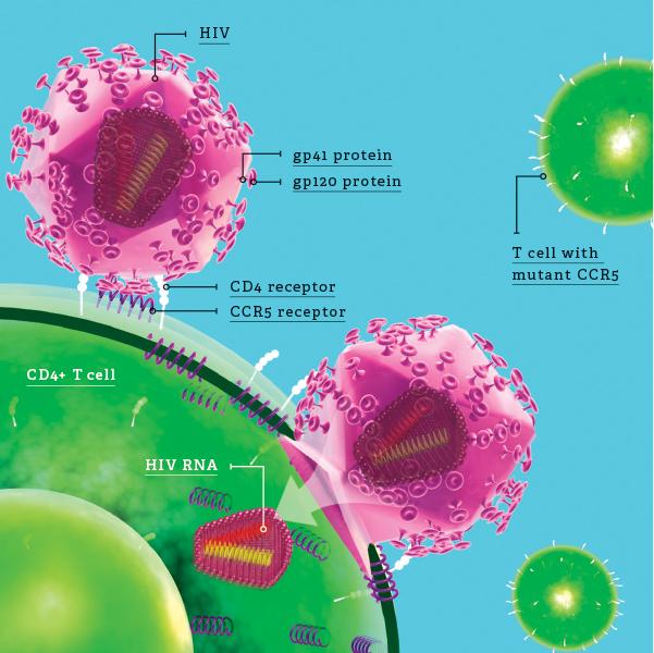 How HIV Invades Cells--And How To Stop It