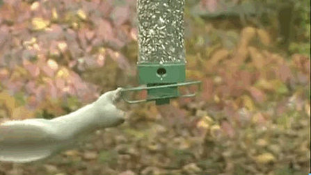 This Bird feeder is definitely Squirrel Proof